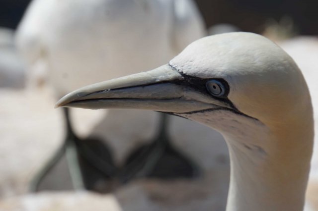 Helgoland